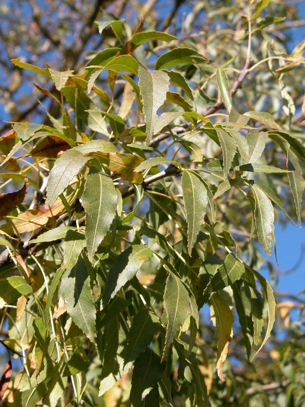 Fraxinus oxycarpa